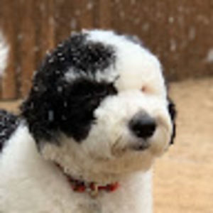 Meet your Posher, Tommy